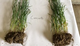 Biostimulant product types